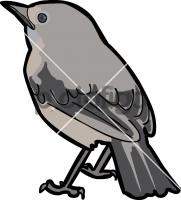 Dusky RobinFreehand Image